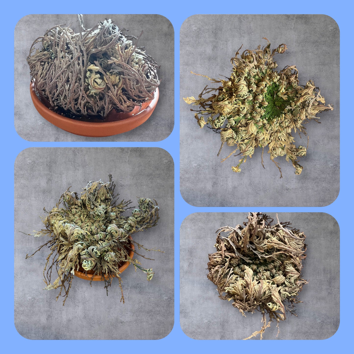 Die Rose von Jericho – das Wunder des Lebens