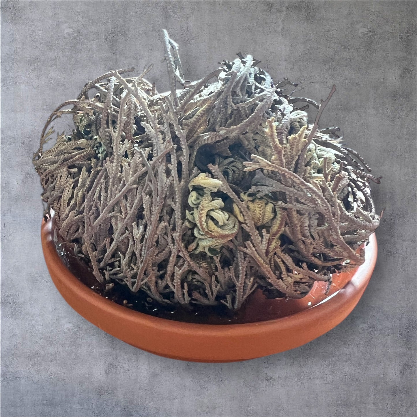 Die Rose von Jericho – das Wunder des Lebens