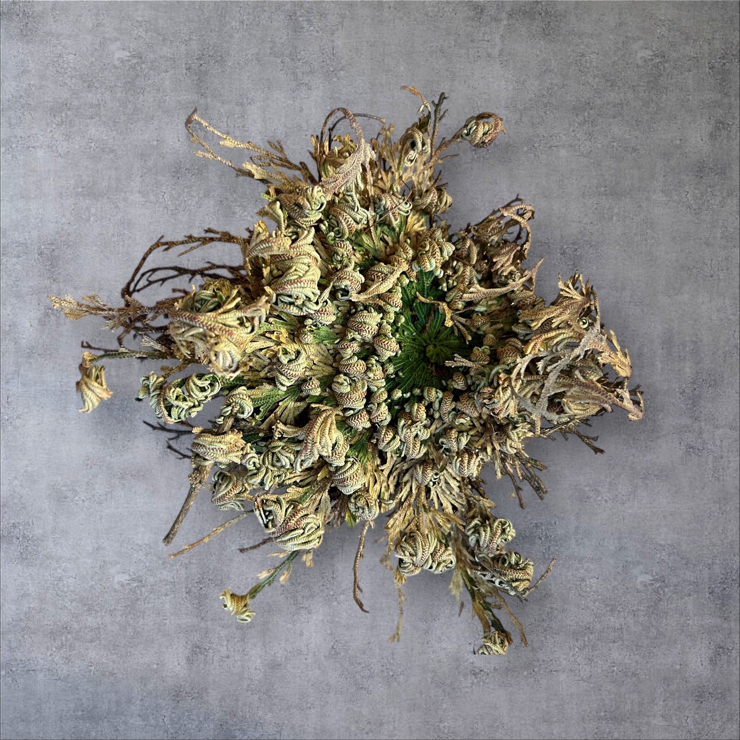 Die Rose von Jericho – das Wunder des Lebens