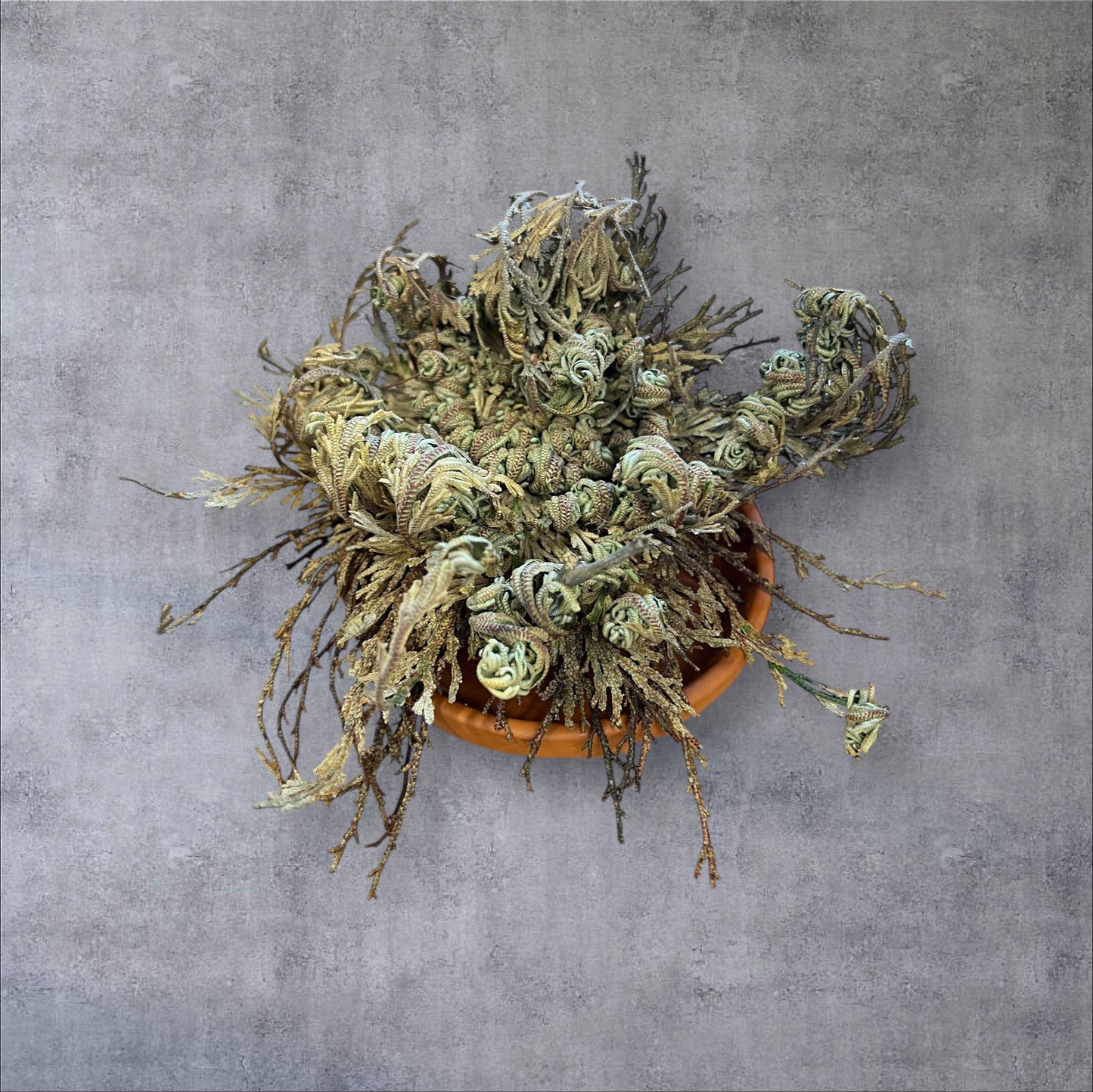 Die Rose von Jericho – das Wunder des Lebens